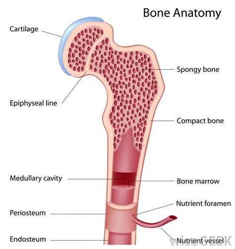 What Is The Difference Between Spongy And Compact Bone
