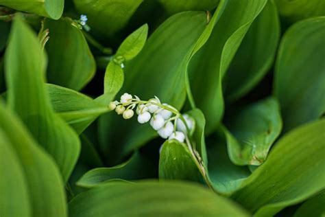 Lily Of The Valley Flower Meaning Symbolism And Interesting Facts