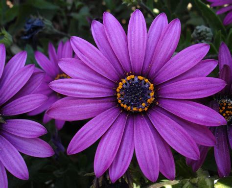Pin By Jakky Genova On Lilav Daisy Flower Pictures Purple Daisy