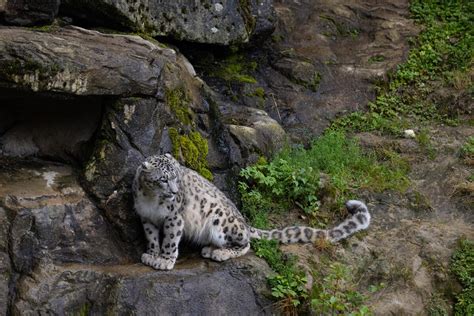 Why Snow Leopards Bite Their Tails And Other Facts About This Gorgeous