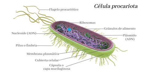 La Celula