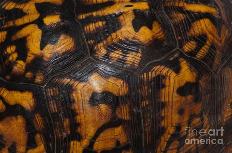 Draw another egg shape inside the first to define the top of the turtle's shell. Eastern Box Turtle, Shell Pattern Photograph by Scott Camazine