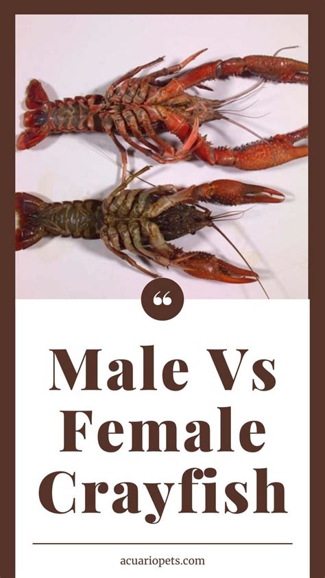 Male Vs Female Crayfish Differences Illustrated Crayfish Fish Tank