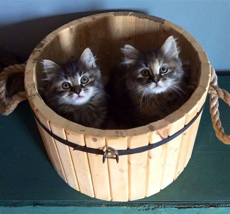 Browse Ads Croshka Siberians Siberian Kittens For Sale Kitten For