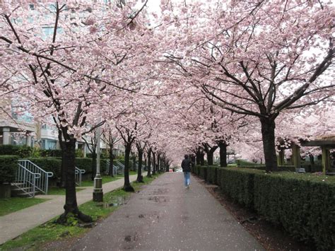 Vancouver Cherry Blossom Festival 2022 Celebrates A Grand Re Emergence