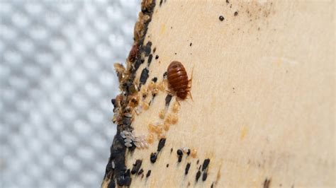 What Do Bed Bugs Look Like Bites And Infestation Signs 122023