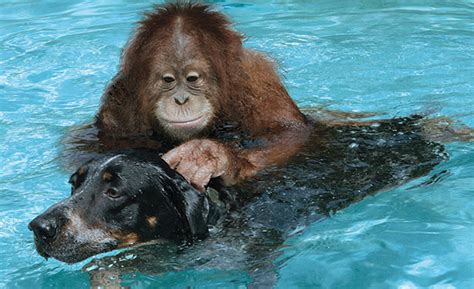 15 Of The Most Unusual Animal Friendships That Will Melt