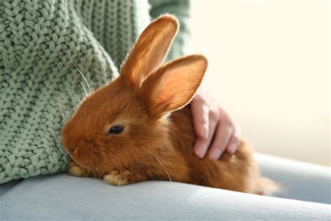 5 Reasons Why Rabbits Make Good Pets The Humane Society For Tacoma