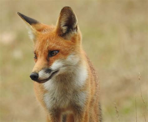Red Fox By Noreen U National Geographic Your Shot National