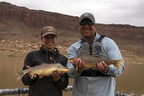 Rare Colorado River Fish Pulled Back From Extinction Las Vegas Review