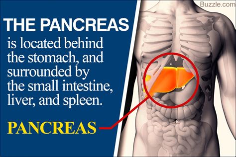 Parts Of Pancreas Anatomy