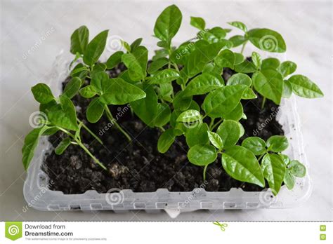 Seedlings Of Passion Fruit Stock Photo Image Of Green 76800570