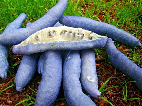 Rules, tips, standards, sausage types, smoking methods, and many other topics are covered in detail. Decaisnea fargesii, Blue Sausage Shrub, fruit, plant ...