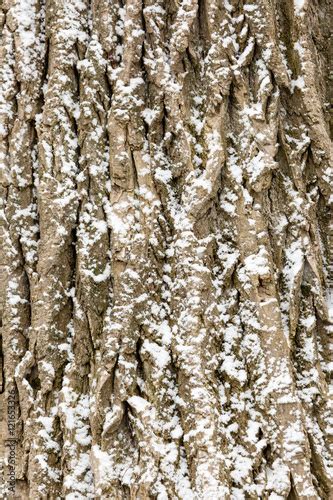 Snow Covered Tree Bark Stock Photo Adobe Stock
