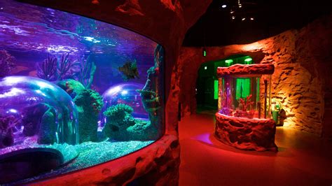 Top 10 Hotels Closest To Sea Life Orlando Aquarium In Orlando From 45