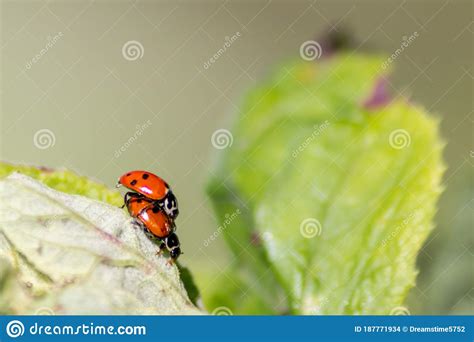 Pair Of Ladybugs Having Sex On A Leaf As Couple In Close Up To Create