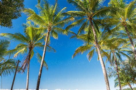 Tropical Palm Trees On Beach By Stocksy Contributor Neal Pritchard Stocksy