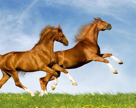 Two Amazing Horses Running On The Green Field
