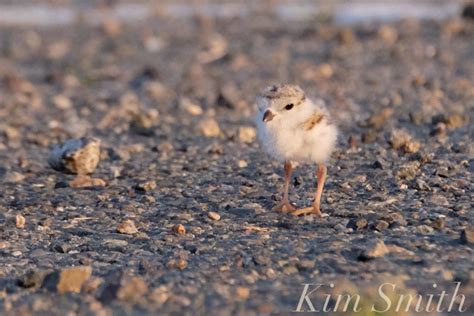 Piping Plovers Chick Good Harbor Beach Parking Lot Copyright Kim Smith1