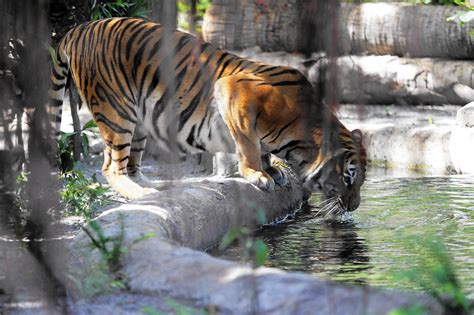 Zookeeper Died From Neck Injury In Tiger Attack At Palm