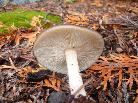 Pacific Nw Mushrooms Mushroom Hunting And Identification Shroomery