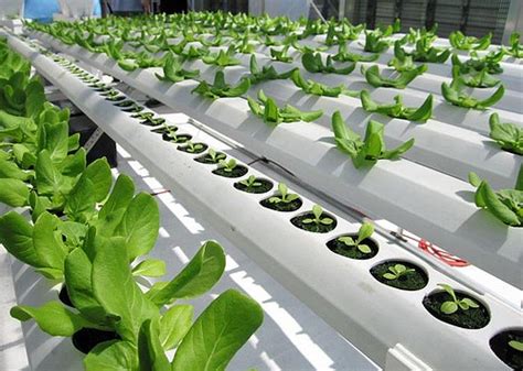 6 Hydroponic Growing Conditions Powerhouse Hydroponics
