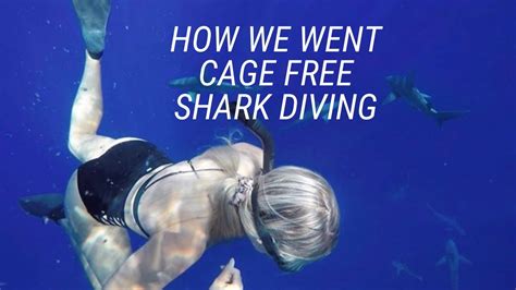 How We Went Swimming With Sharks No Cage Youtube
