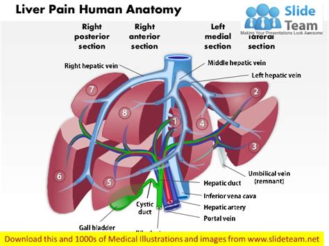 Diagram of the liver and gall bladder showing the. Liver pain human anatomy medical images for power point