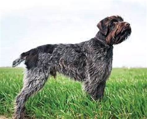 Wirehaired Pointing Griffon Dog Breed Information Pictures