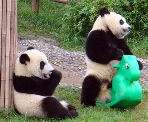 99 Wow Playful Funny Panda Cubsأشبال دببة الباندا الظريفة اللعوبة