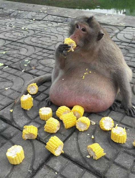 Obese Monkey Overfed By Thai Shoppers Sparks Comparisons To Uncle