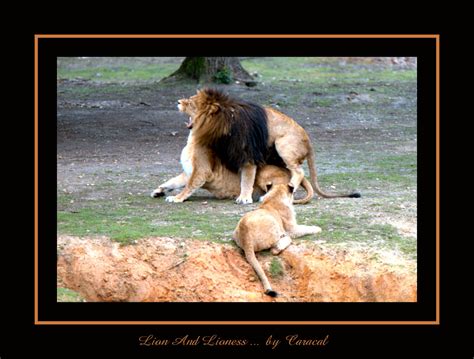 Table of contents 1 what are the personality traits of a lioness? Lioness Of Relationship Quotes. QuotesGram