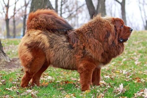 Tibetan Mastiff Dog Breed Information And Characteristics