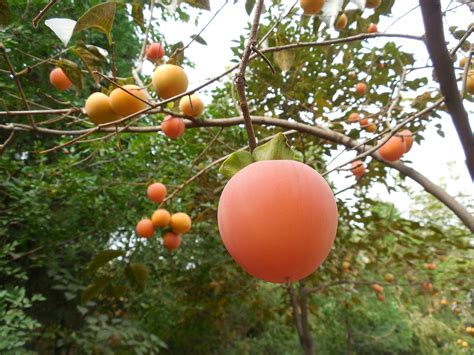 How To Grow Fruit Trees In Your Indoor Container Garden Institute Of