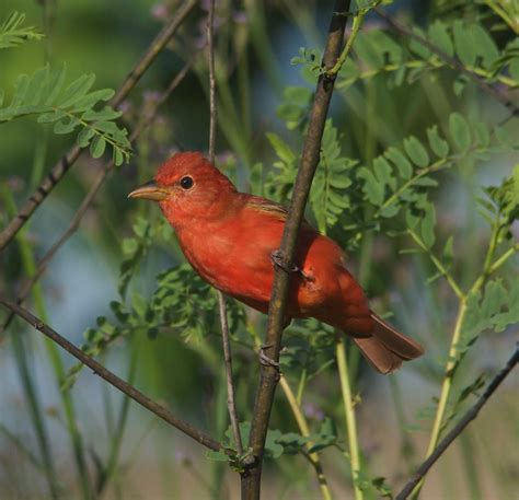 Photography By Deb Hirt Oklahoma Breeding Bird Species Profile Summer