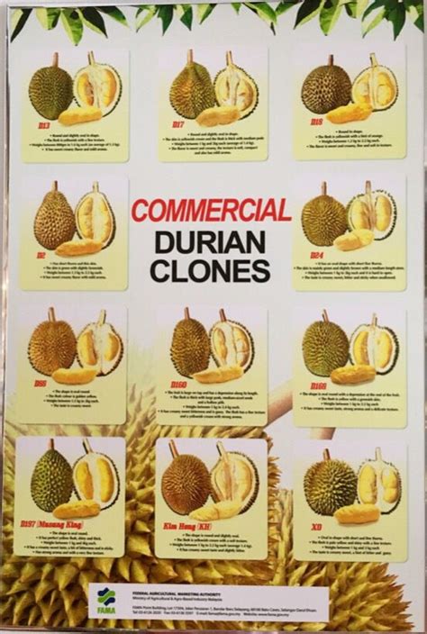 Classification based on morphology is convenient, easy. Dedicated to Durians | Malaysian Durian Lover's Reference ...