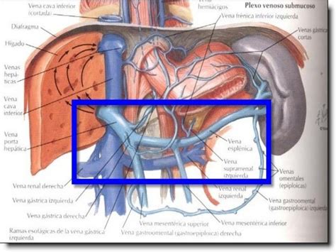 Biologia Sistema Circulatorio Blog