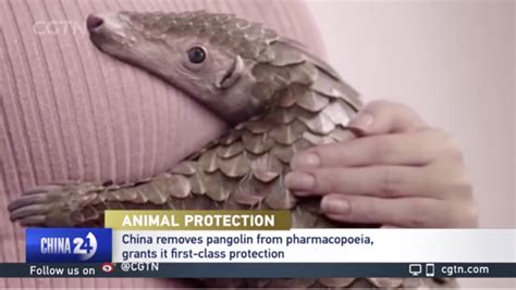 China Removes Pangolins From Traditional Chinese Medicine List Wildaid