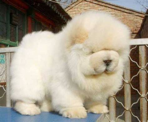 13 Exclusive Fluffiest Dogs Ever Seen