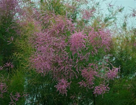 Fern Like Tree Blooming With Pink Flowers Stock Photo Image Of Nature