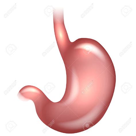Stomach Drawing At Getdrawings Free Download