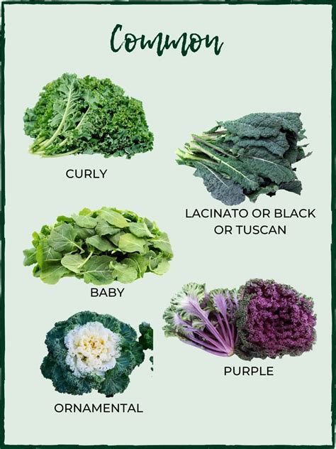 Varieties Of Kale The King Of The Super Greens Salads With Anastasia