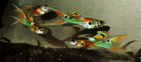 Orange Swordtail Fish