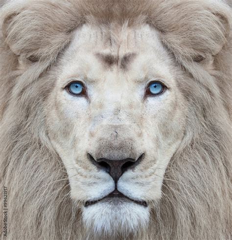 White Lion With Blue Eyes Portrait Looking Straight At The Camera