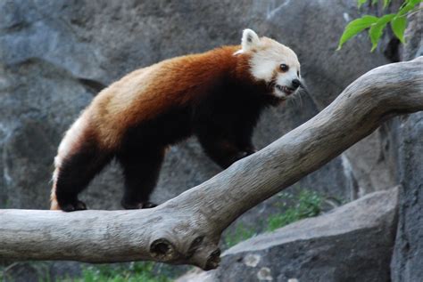 Red Panda 11 Red Panda Ailurus Fulgens At Smithsonian Na Flickr