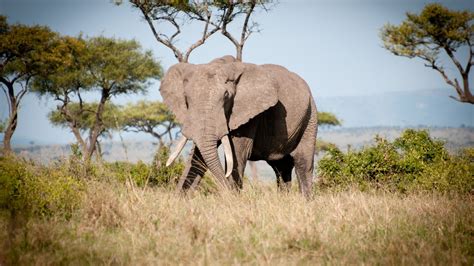 Desktop Wallpaper Wild Animal Elephant Landscape 4k Hd Image