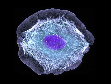 University Of California Research — A Human Skin Cell The Purple In The