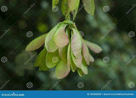 Green Maple Seed Stock Image Image Of Leaves Fresh 183505505