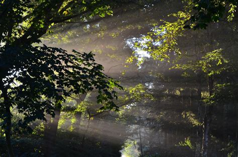 Free Images Tree Water Nature Forest Branch Light Sunlight