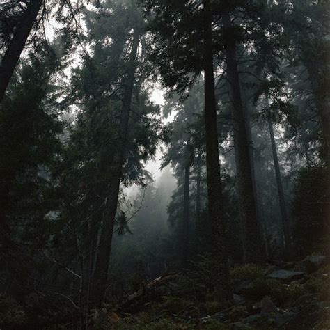 Dark Forest Aesthetic Dark Green Aesthetic Nature Aesthetic Forest